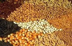 دستورالعمل تأمین ارز واردات نهاده‌های دامی با اوراق گام ابلاغ شد