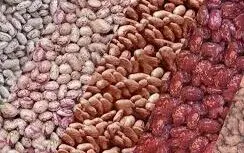 لوبیا چیتی هم قیمت گوشت شد