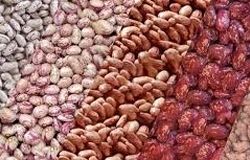 لوبیا چیتی هم قیمت گوشت شد