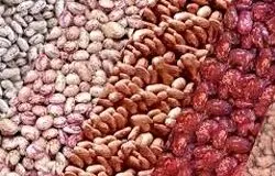لوبیا چیتی هم قیمت گوشت شد