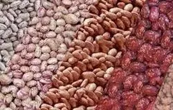 لوبیا چیتی هم قیمت گوشت شد