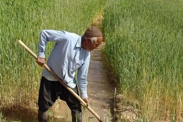 بیمه اجباری بدون پشتوانه مالی؛ گندم‌کاران تاوان کمبود بودجه را می‌دهند
