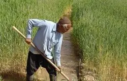 بیمه اجباری بدون پشتوانه مالی؛ گندم‌کاران تاوان کمبود بودجه را می‌دهند