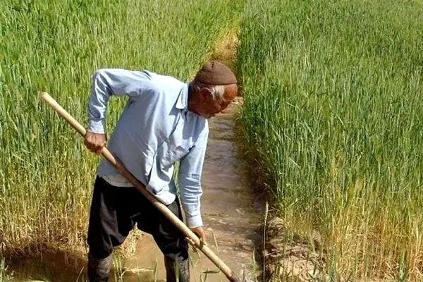 بیمه اجباری بدون پشتوانه مالی؛ گندم‌کاران تاوان کمبود بودجه را می‌دهند