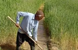 بیمه اجباری بدون پشتوانه مالی؛ گندم‌کاران تاوان کمبود بودجه را می‌دهند