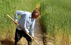 بیمه اجباری بدون پشتوانه مالی؛ گندم‌کاران تاوان کمبود بودجه را می‌دهند