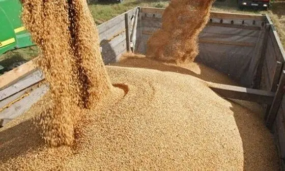 ضرورت استفاده از مسیر شمال برای انتقال ارز نهاده‌های دامی با توجه به محدودیت‌های تنگه هرمز