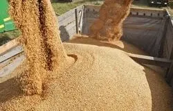التهاب قیمتی دوباره‌ در نهاده‌های دامی