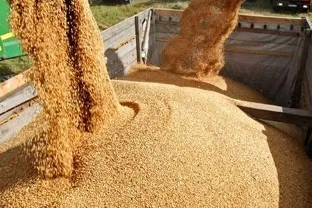 التهاب قیمتی دوباره‌ در نهاده‌های دامی