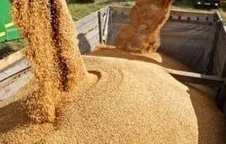 التهاب قیمتی دوباره‌ در نهاده‌های دامی