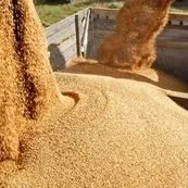 التهاب قیمتی دوباره‌ در نهاده‌های دامی