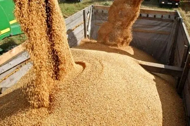 التهاب قیمتی دوباره‌ در نهاده‌های دامی