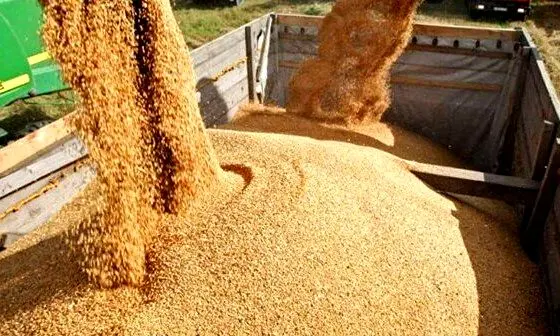 ضرورت استفاده از مسیر شمال برای انتقال ارز نهاده‌های دامی با توجه به محدودیت‌های تنگه هرمز