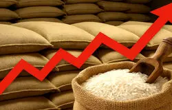 انتقاد مجلسی‌ها از افزایش قیمت برنج/سود دلالان در سایه غفلت وزارت جهاد کشاورزی