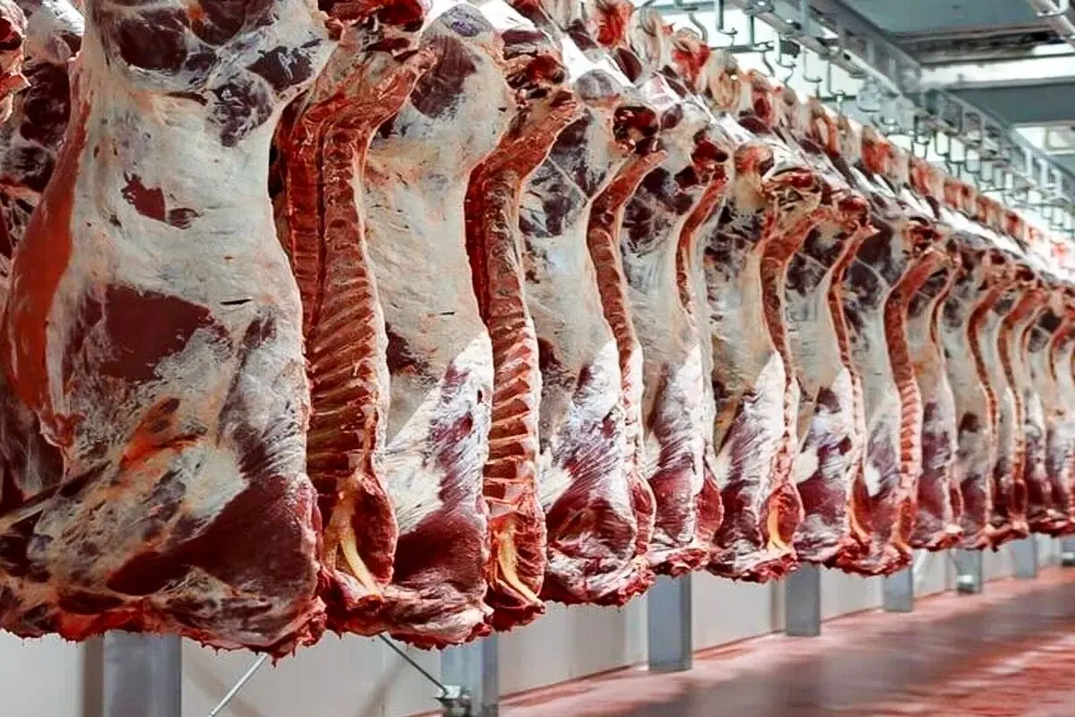 افزایش عرضه گوشت به سفره خانوار نرسید؛ شکاف قیمت دام زنده و گوشت