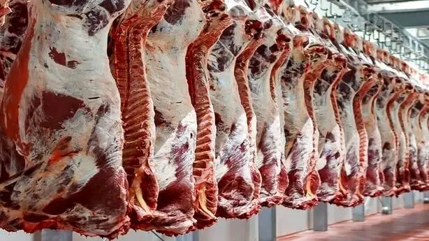 افزایش عرضه گوشت به سفره خانوار نرسید؛ شکاف قیمت دام زنده و گوشت
