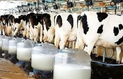 بحران در دامداری‌های تهران/تب برفکی و کمبود نهاده‌ها قیمت شیر را بالا برد