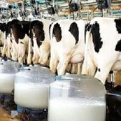 بحران در دامداری‌های تهران/تب برفکی و کمبود نهاده‌ها قیمت شیر را بالا برد