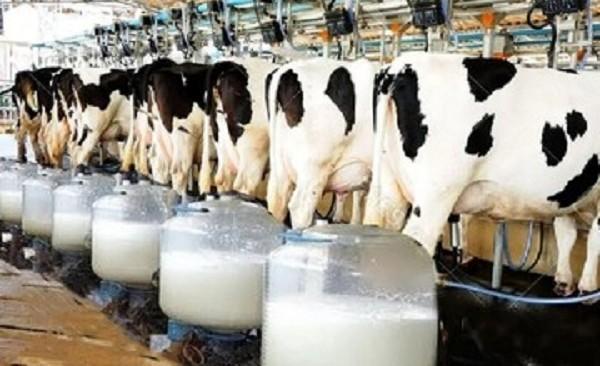 بحران در دامداری‌های تهران/تب برفکی و کمبود نهاده‌ها قیمت شیر را بالا برد