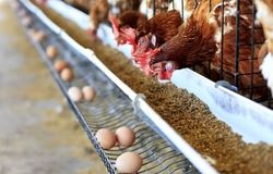 ۶۵۰ هزار تن ذرت در بنادر کشور معطل تأمین ارز