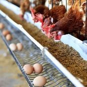 ۶۵۰ هزار تن ذرت در بنادر کشور معطل تأمین ارز