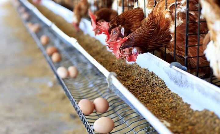 ۶۵۰ هزار تن ذرت در بنادر کشور معطل تأمین ارز