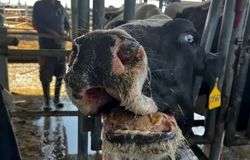 تب برفکی به اصفهان رسید؛ هشدار دامداران نسبت به شیوع سویه جدید SAT2