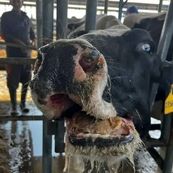 تب برفکی به اصفهان رسید؛ هشدار دامداران نسبت به شیوع سویه جدید SAT2