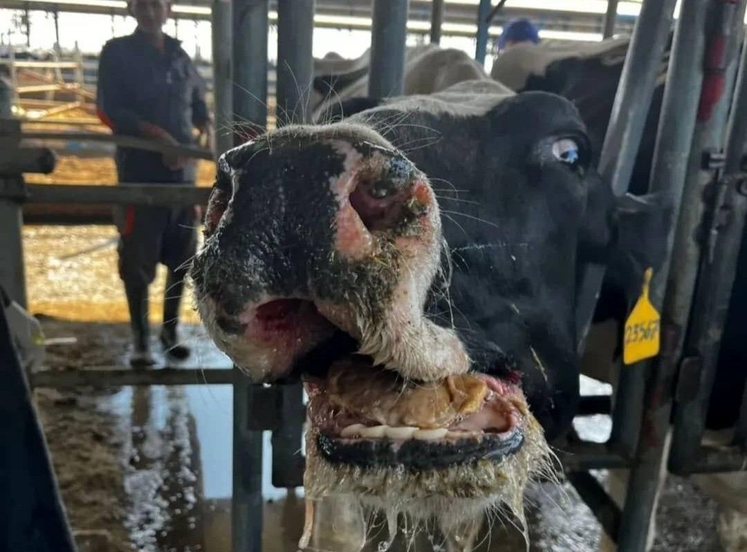 تب برفکی به اصفهان رسید؛ هشدار دامداران نسبت به شیوع سویه جدید SAT2