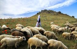 سیاست نادرست وزارت کشاورزی منجر به کاهش دام کشور شد