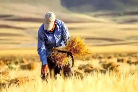 جشن آغاز سال زراعی در سایه بلاتکلیفی گندم‌کاران