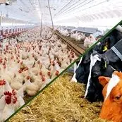ضرورت هوشمندسازی صنعت طیور برای افزایش بهره‌وری تولید