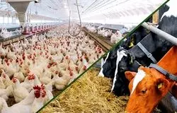 ضرورت هوشمندسازی صنعت طیور برای افزایش بهره‌وری تولید