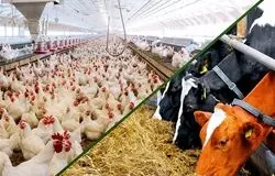 ضرورت هوشمندسازی صنعت طیور برای افزایش بهره‌وری تولید