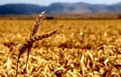 گندم نان کشور تا اردیبهشت آینده تامین است؛ هیچ کمبودی در ذخایر وجود ندارد
