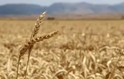 گندم نان کشور تا اردیبهشت آینده تامین است؛ هیچ کمبودی در ذخایر وجود ندارد
