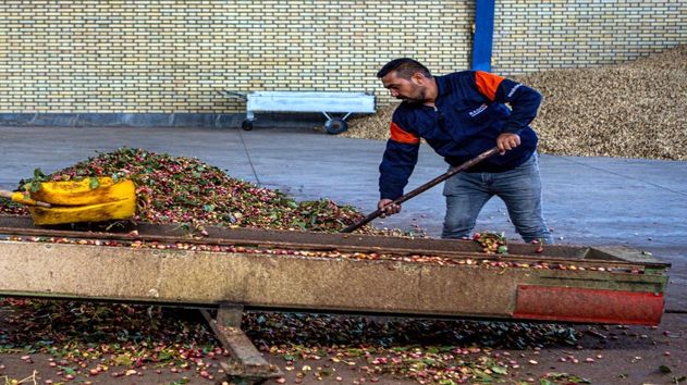 تولید خوراک دام و طیور از ضایعات کشاورزی؛ طرح ارتقای دانش کشاورزان در دو استان اجرا شد