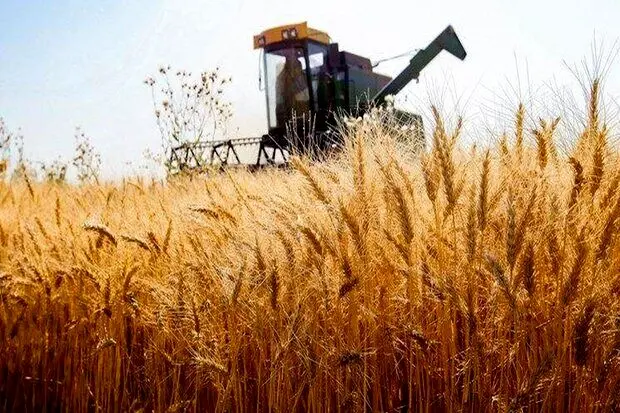 بلاتکلیفی قیمت خرید تضمینی گندم: انتظار برای بازنگری با وجود حذف ارز ترجیحی و جنگ!