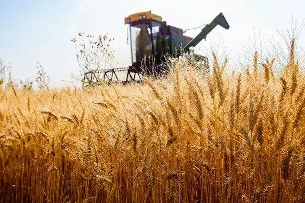 بلاتکلیفی قیمت خرید تضمینی گندم: انتظار برای بازنگری با وجود حذف ارز ترجیحی و جنگ!