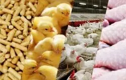 افزایش ۴ برابری نهاده‌ها پس از حذف ارز ترجیحی/مرغداران خواستار تثبیت قیمت شدند