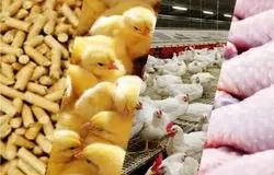 افزایش ۴ برابری نهاده‌ها پس از حذف ارز ترجیحی/مرغداران خواستار تثبیت قیمت شدند