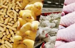 افزایش ۴ برابری نهاده‌ها پس از حذف ارز ترجیحی/مرغداران خواستار تثبیت قیمت شدند
