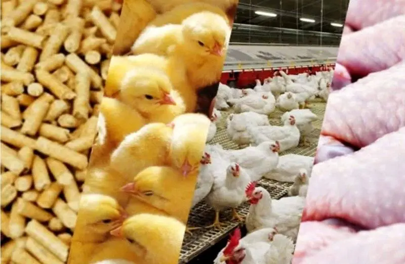 افزایش ۴ برابری نهاده‌ها پس از حذف ارز ترجیحی/مرغداران خواستار تثبیت قیمت شدند