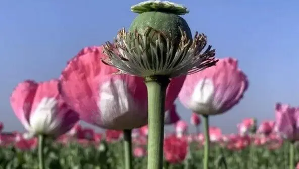 بررسی طرح کشت کنترل‌شده خشخاش برای تأمین مواد اولیه دارویی