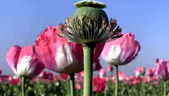 بررسی طرح کشت کنترل‌شده خشخاش برای تأمین مواد اولیه دارویی