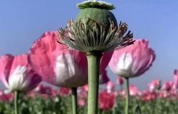 بررسی طرح کشت کنترلشده خشخاش برای تأمین مواد اولیه دارویی