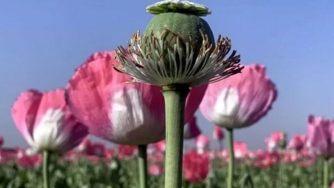 بررسی طرح کشت کنترلشده خشخاش برای تأمین مواد اولیه دارویی