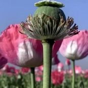 بررسی طرح کشت کنترلشده خشخاش برای تأمین مواد اولیه دارویی