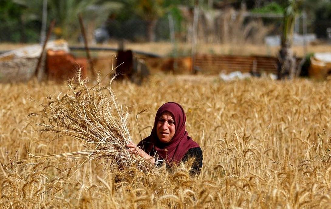 تسویه کامل مطالبات گندمکاران/خوزستان، بزرگ‌ترین تولیدکننده گندم کشور شد