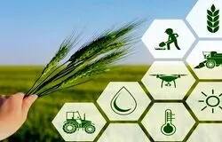 ضرورت فراگیر شدن کشاورزی قراردادی برای کاهش ضایعات و نوسان بازار